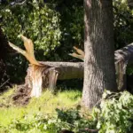 Deputy Minister: storm-damaged forests in protected areas should be restored more quickly