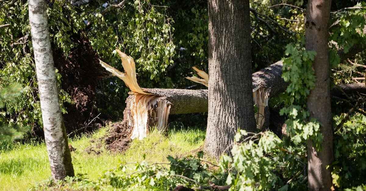 Deputy Minister: storm-damaged forests in protected areas should be restored more quickly