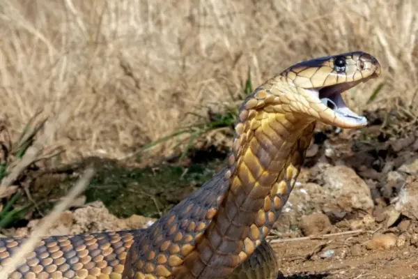 Terrible betrayal: In India, a man killed his wife using a cobra starved to death