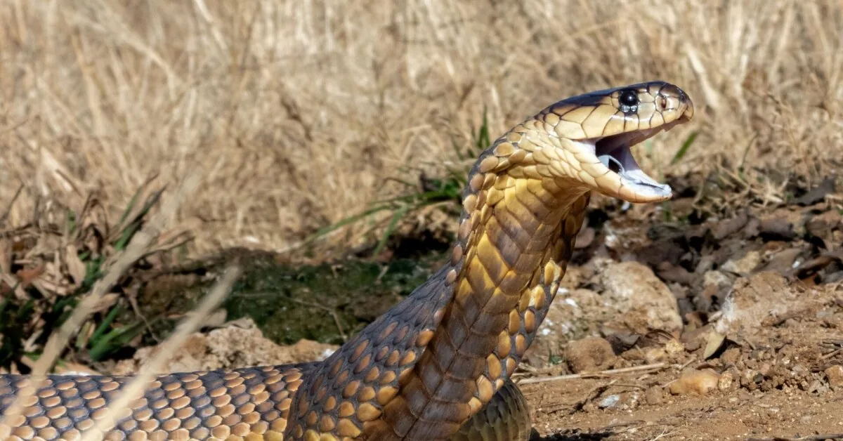 Terrible betrayal: In India, a man killed his wife using a cobra starved to death