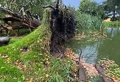 The storm toppled a huge birch in Kaišiadorys district