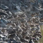 Bird flu virus detected in dolphin that died in South Australia