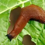 I will find a way to defeat slugs without chemicals