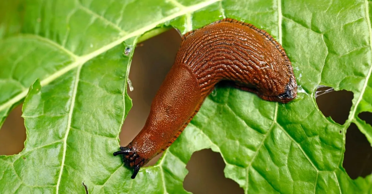 The scientist explained why the fight against slugs resembles a fight against windmills: we are making a fundamental mistake