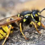 Balconies in Kaunas caught fire, the reporter indicated an unusual cause: "Burning hornets"