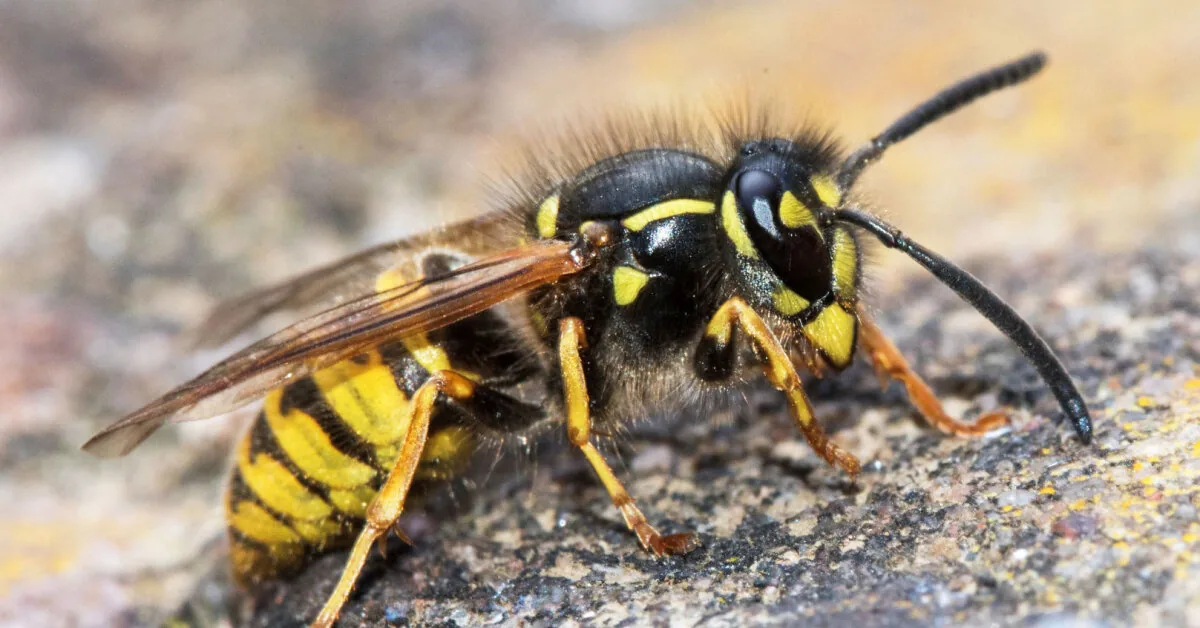 Balconies in Kaunas caught fire, the reporter indicated an unusual cause: "Burning hornets"
