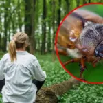 In Lithuanian forests – a real invasion of these beetles: as many as 860 counted in one place