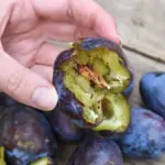 Is the plum harvest full of worms again? Liubertaitė gave essential advice
