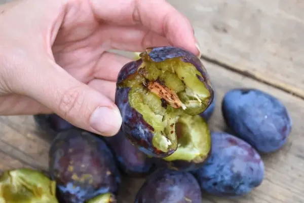 Is the plum harvest full of worms again? Liubertaitė gave essential advice