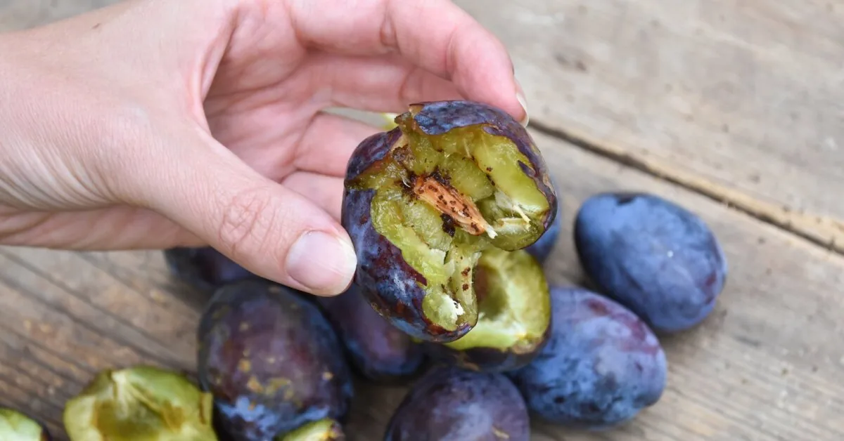 Is the plum harvest full of worms again? Liubertaitė gave essential advice