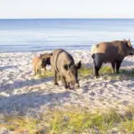 Wild boars have flooded the beaches of France: here is the kind of action for which you can even receive a 450 euro fine