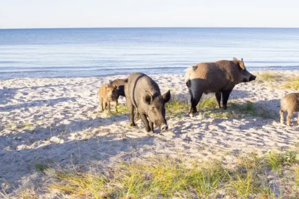 Wild boars have flooded the beaches of France: here is the kind of action for which you can even receive a 450 euro fine