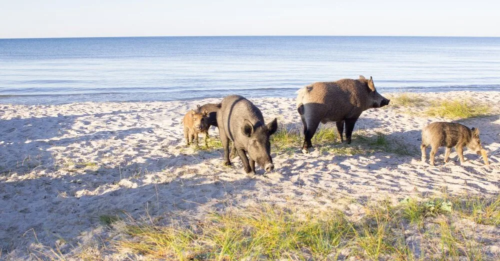 Wild boars have flooded the beaches of France: here is the kind of action for which you can even receive a 450 euro fine