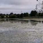 A favorite spot of Vilnius residents is disappearing: the ponds are becoming shallower, and institutions are just shrugging their shoulders