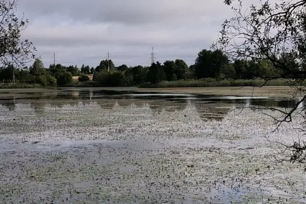 A favorite spot of Vilnius residents is disappearing: the ponds are becoming shallower, and institutions are just shrugging their shoulders