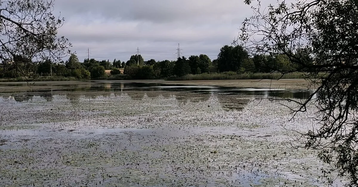 A favorite spot of Vilnius residents is disappearing: the ponds are becoming shallower, and institutions are just shrugging their shoulders