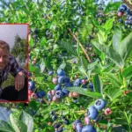 Do you want a bountiful harvest next year as well? Tautvydas Gurskas advises not to delay this work