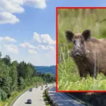 Family trip ended in tragedy: mother, son and their friend died in Czechia