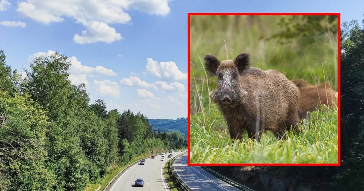 Family trip ended in tragedy: mother, son and their friend died in Czechia