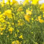 „Rapsoila“ už 13 mln. eurų Kėdainiuose vystys rapsų sėklų perdirbimo gamyklą