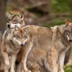 Warning: wolves are approaching homesteads – are your animals safe?