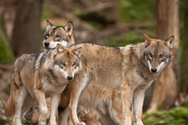 Warning: wolves are approaching homesteads – are your animals safe?