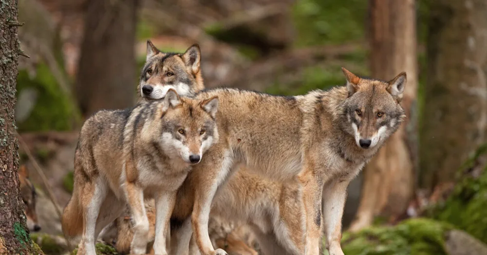 Warning: wolves are approaching homesteads – are your animals safe?