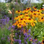 Cut these 8 perennials by the end of August – and they can still bloom