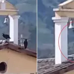Incredible sight in Colombia: a bird started ringing the church bell before a terrible event