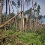 The storm caused the most damage to the forests of Druskininkai and Varėna, campers had to be rescued
