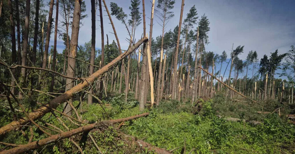The storm caused the most damage to the forests of Druskininkai and Varėna, campers had to be rescued