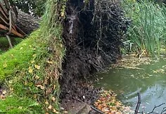 The storm toppled a huge birch in Kaišiadorys district