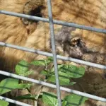 The aim is to revoke the permit of Klaipėda Zoo