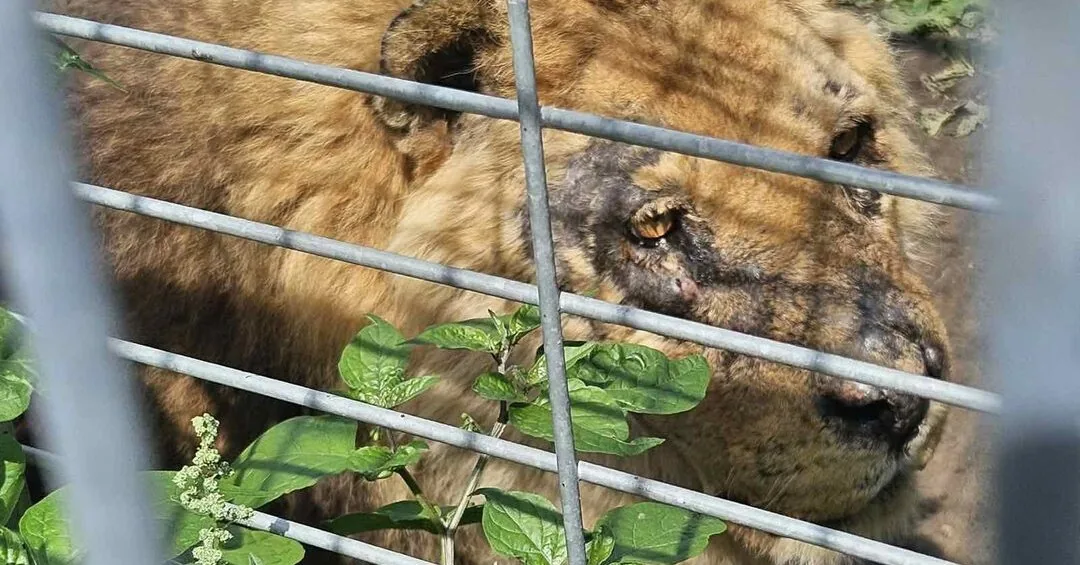 The aim is to revoke the permit of Klaipėda Zoo