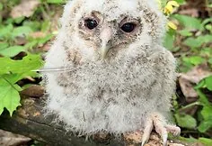 Little owl