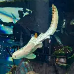 Sharks return to the PLC "Mega" aquarium: the first resident arrived in Kaunas from Indonesia