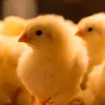 Power outage at the poultry farm over the weekend – sudden bird deaths