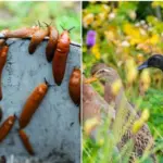 Natural slug control: what you need to know before choosing slug repellents?