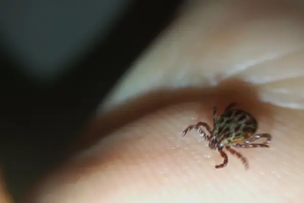 In the first half of the year, fewer cases of tick-borne encephalitis and Lyme disease were recorded in the country