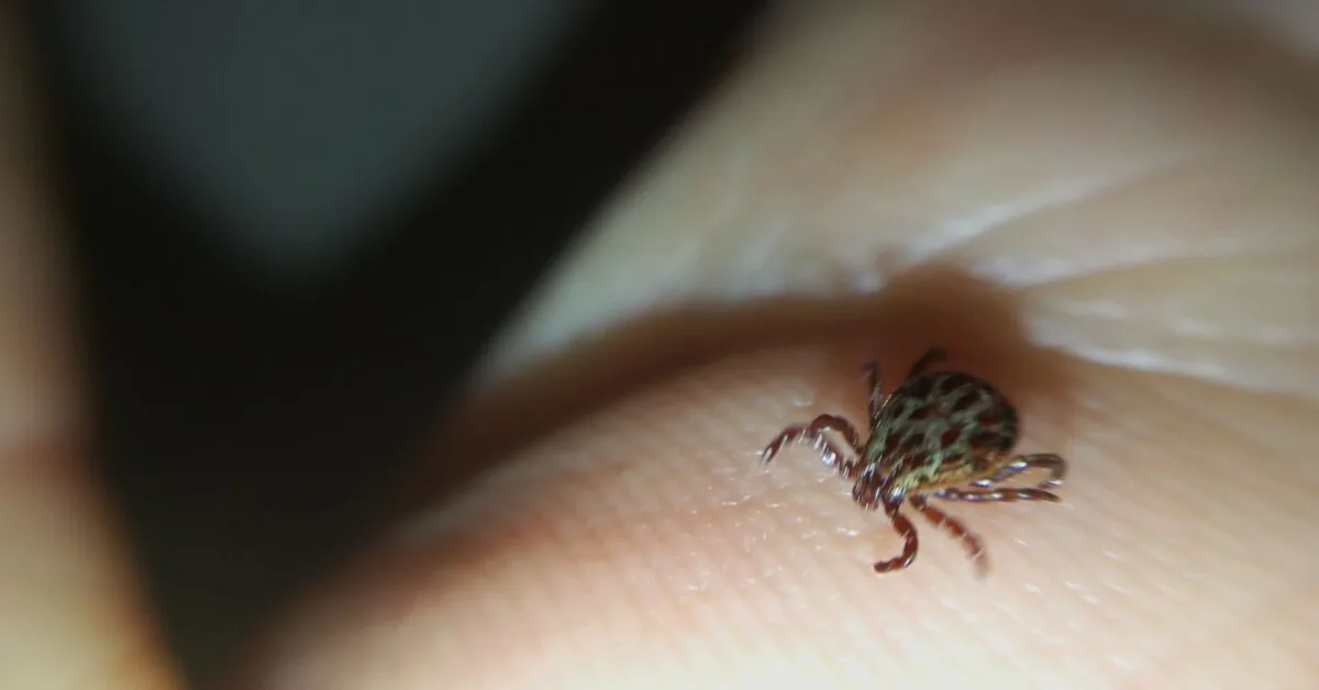 In the first half of the year, fewer cases of tick-borne encephalitis and Lyme disease were recorded in the country