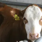 As a mysterious cattle virus spreads in Europe – news for Lithuanian farmers