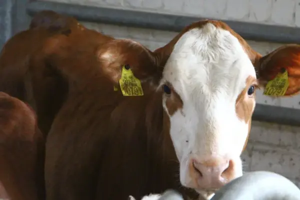As a mysterious cattle virus spreads in Europe – news for Lithuanian farmers