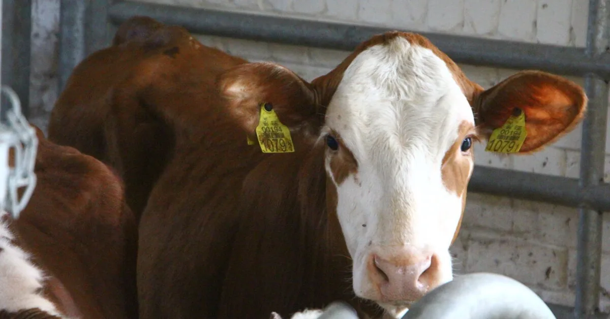 As a mysterious cattle virus spreads in Europe – news for Lithuanian farmers