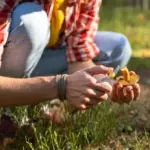 Mushroom picking, berry picking, or visiting the forest – the danger of bringing African swine fever to the farm