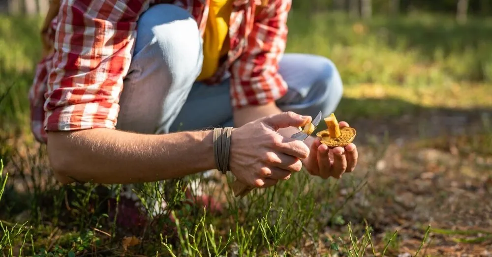Mushroom picking, berry picking, or visiting the forest – the danger of bringing African swine fever to the farm