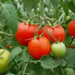 Delicious health bomb: the benefits of tomatoes you didn't know about