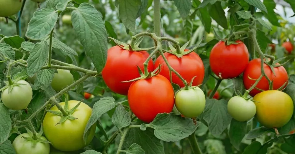 Delicious health bomb: the benefits of tomatoes you didn't know about