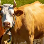 Swiss cows fell ill with a mysterious disease