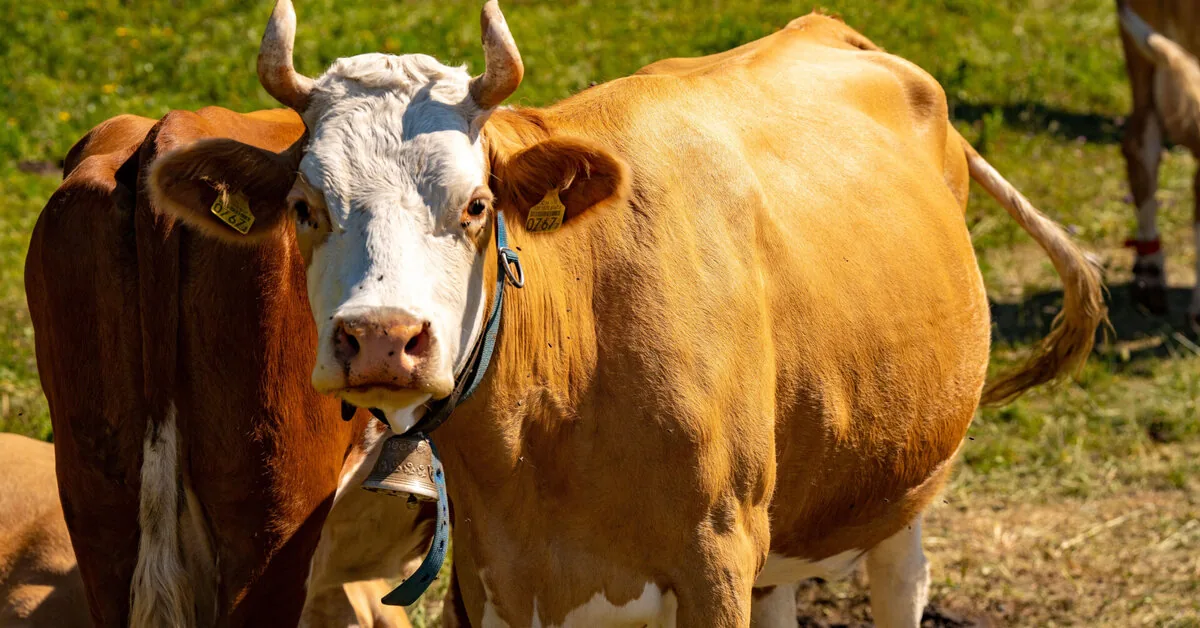 Swiss cows fell ill with a mysterious disease