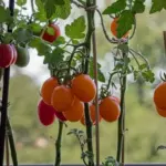 You can lose all your tomatoes if you forget these 5 tasks in August